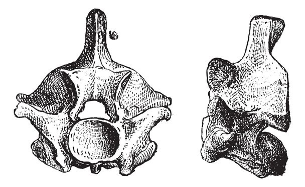 sürüngen vertebra, antika gravür - Vektör, Görsel