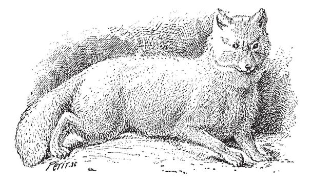 Arctic fox (Vulpes lagopus) or white fox, vintage engraving. - Vector, Image