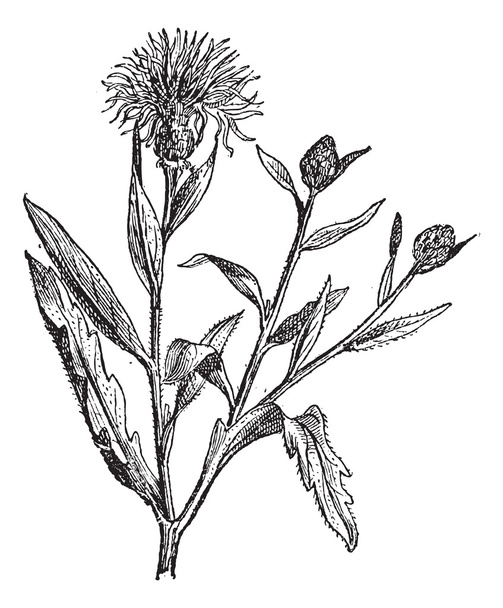 knapweed veya centaurea, antika gravür. - Vektör, Görsel