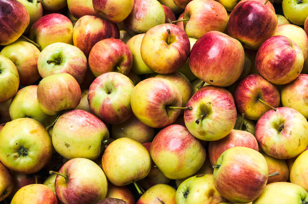 textura hromadu červené, zelené, žluté zralých jablek - Fotografie, Obrázek