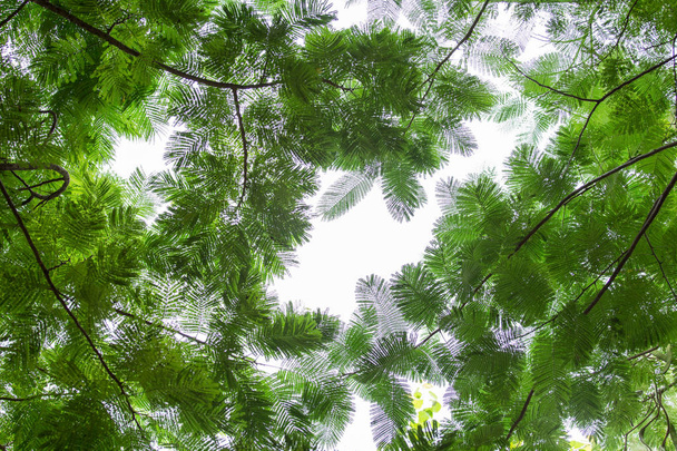 bottom view group of green leaf  of tree in tropical forest - Photo, Image