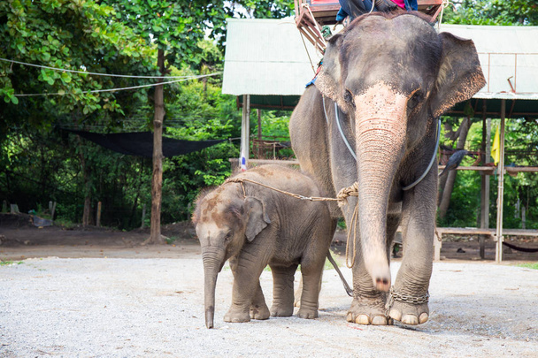 1 year baby Asian elephant  with mother - Fotografie, Obrázek