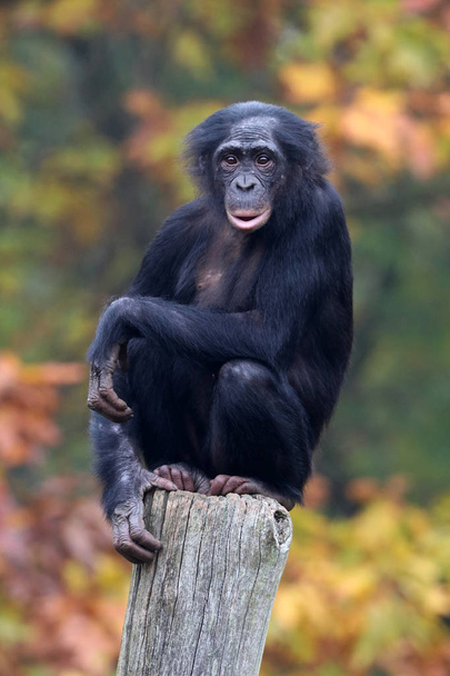 Bonobo monkey in nature habitat - Фото, изображение