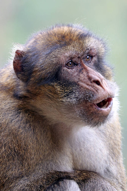 Berber monkey in nature habitat - Foto, Imagem