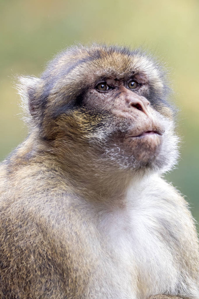 Berber monkey in nature habitat - Фото, изображение