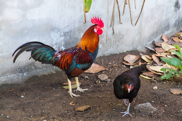 Um par de galinhas na Tailândia
. - Foto, Imagem