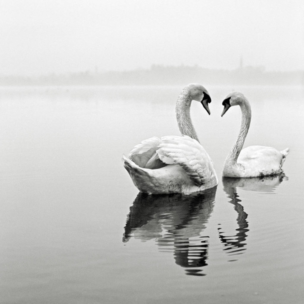 gêmeo cisne amor
 - Foto, Imagem