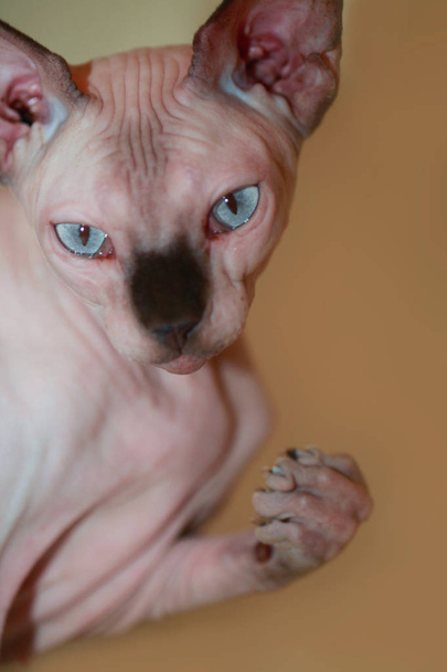 毛のない猫スフィンクス - 写真・画像