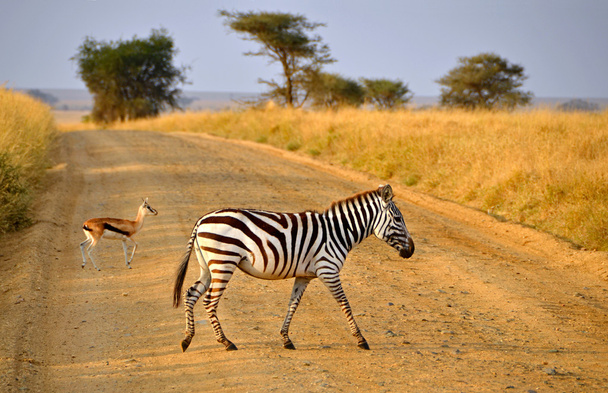 Young Zebra crossing road with Antelope on Safari - Photo, Image
