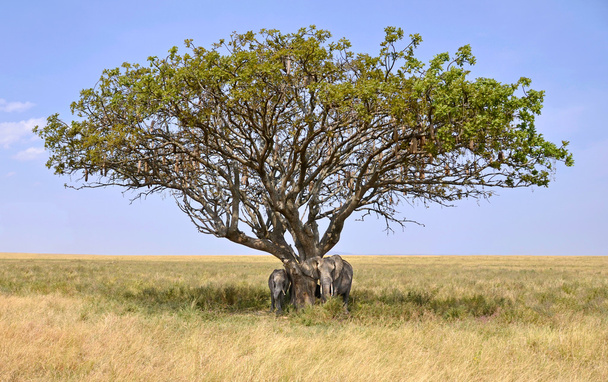 Família de elefantes escondidos em uma sombra de Acacia Tree
 - Foto, Imagem