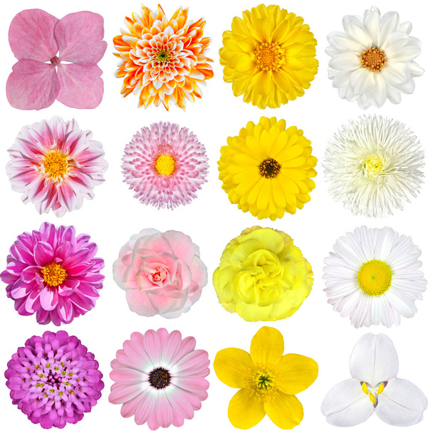 Selección de Flores Rosa, Naranja, Amarillo y Blanco Aisladas en Blanco
 - Foto, Imagen