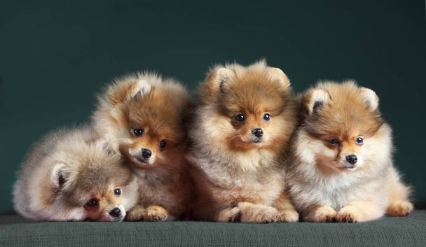 The Pomeranian puppies - Photo, Image