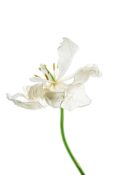 Pretty white tulip - Φωτογραφία, εικόνα