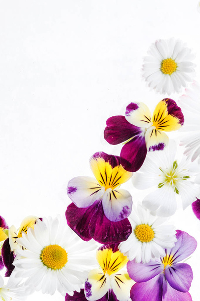 pansy and chamomile flowers - Foto, Bild