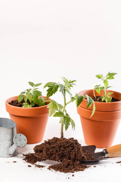 Young tomato seedlings  - Foto, immagini