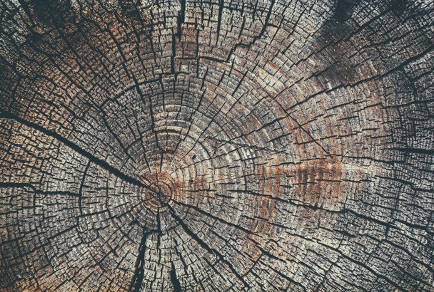 Old cracked stump - Zdjęcie, obraz
