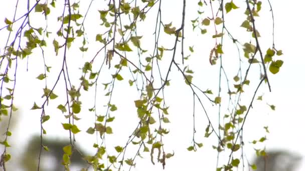 Jovens folhas de bétula na primavera. Ramos balançando no vento
 - Filmagem, Vídeo