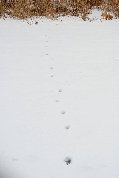 Footprints on the white snow - Valokuva, kuva