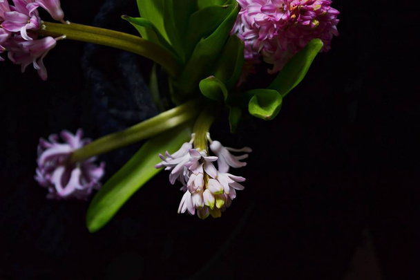 Hyacinth flores isoladas em um fundo preto
 - Foto, Imagem