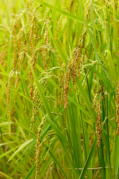 Oreille de riz paddy
 - Photo, image