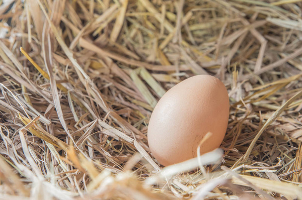 飼い葉桶に鶏の卵 - 写真・画像