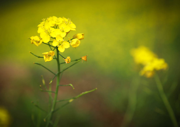 Closeup of Mustard flowers - Photo, Image