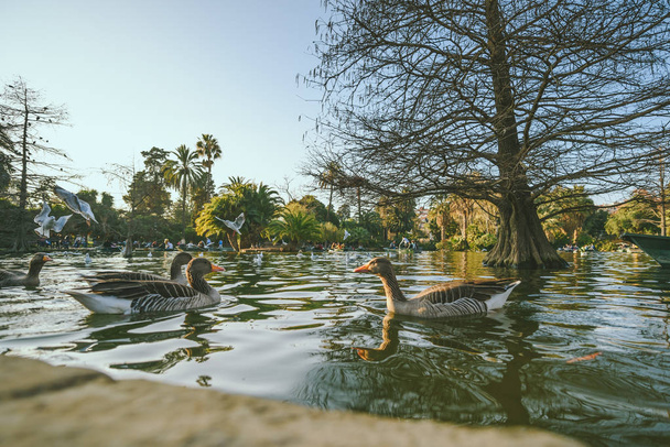 Πάρκο De la Ciutadella, Βαρκελώνη - Φωτογραφία, εικόνα