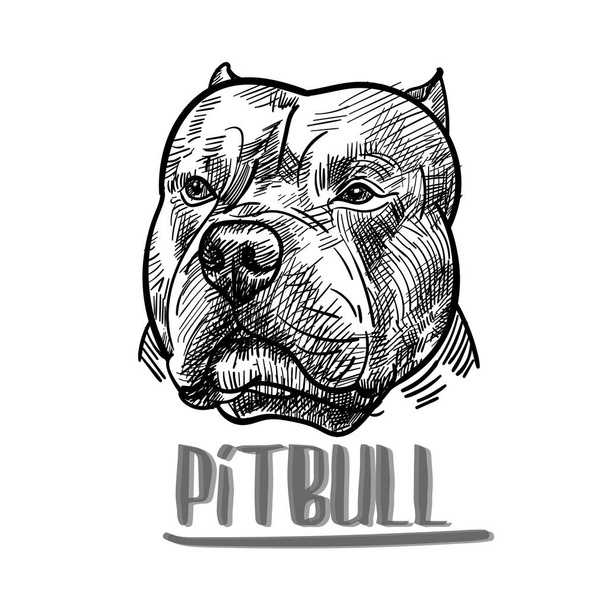 Tekening van pitbull hoofd op witte achtergrond, vector illustratie - Vector, afbeelding