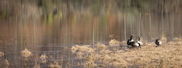 Канада гусей взимку - Фото, зображення