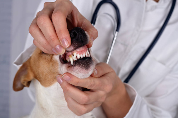 Doctor veterinarian checks teeth to a dog. Animal and pet veterinary care concept. - Foto, Imagen