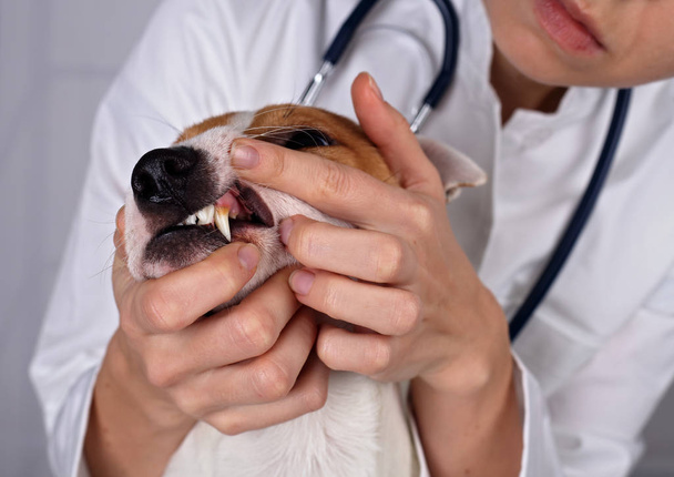 Veterinární lékař kontroluje zuby psa. Zvířat a péči o zvířata veterinární koncepce. - Fotografie, Obrázek