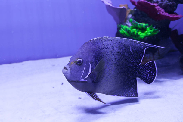 Semicircle angelfish in aquarium - Photo, Image