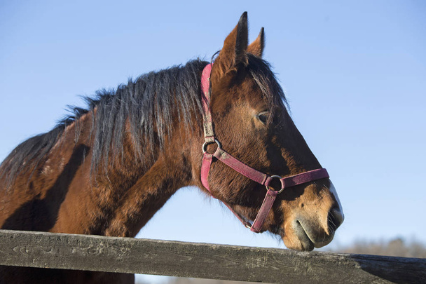 Cavalo de raça pura pacífica olhando sobre cerca de curral de madeira
  - Foto, Imagem