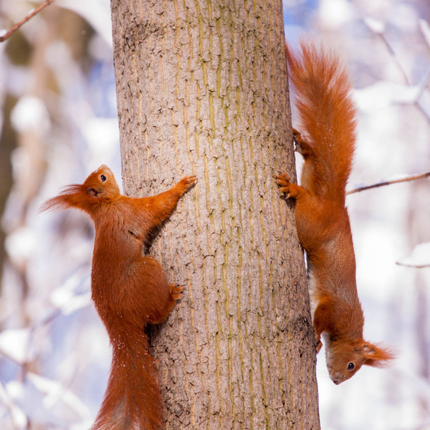 Pair of cute little red eurasian squirrel in snowy park Lazienki, Warsaw, after heavy snow fall, Poland - Photo, Image