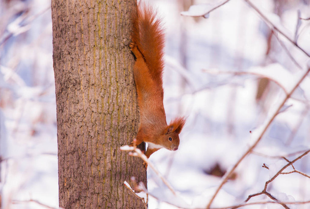 Cute little red eurasian squirrel in snowy park Lazienki, Warsaw, after heavy snow fall, Poland - Photo, Image