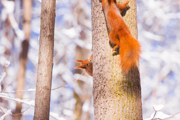 Pair of cute little red eurasian squirrel in snowy park Lazienki, Warsaw, after heavy snow fall, Poland - Photo, Image