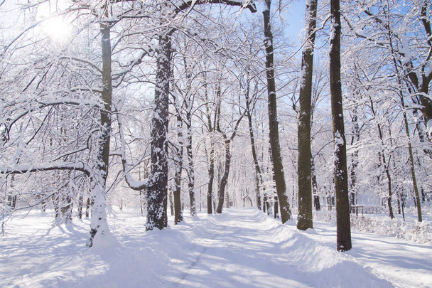 Zasněžená cesta mezi stromy v parku Lazienki Varšava, Polsko - Fotografie, Obrázek