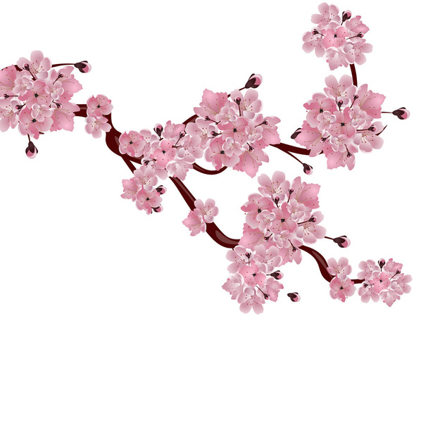 Lush Japanese cherry tree. The branch of pink cherry blossom. Isolated on white background. illustration - Вектор,изображение