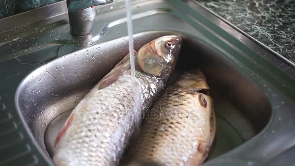 L'eau coulant sur deux poissons de daurade dans l'évier de cuisine - laver les aliments du marché avant la cuisson
 - Séquence, vidéo
