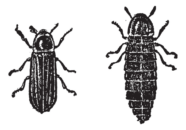 Firefly ou Lampyridae, gravure vintage
 - Vecteur, image