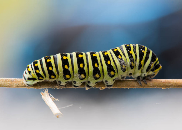 Black Swallowtail Caterpillar on Stick - Photo, Image