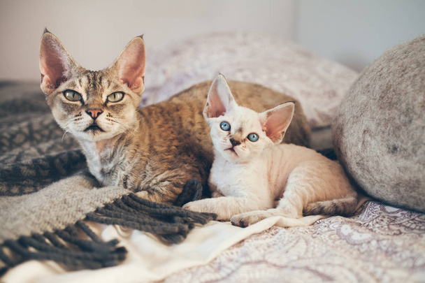 Devon Rex cat and kitten. Love and tenderness.  - Photo, Image