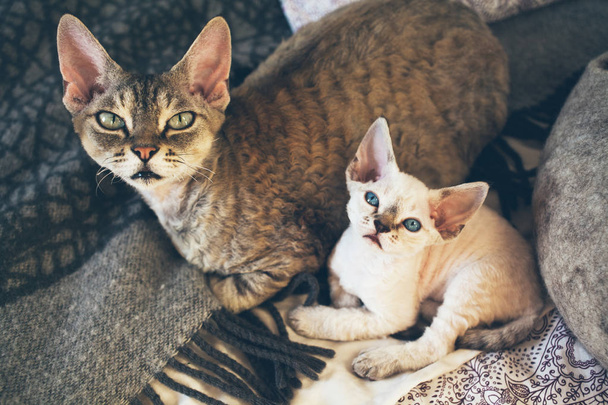 デボンレックス猫と子猫。愛と優しさ.  - 写真・画像