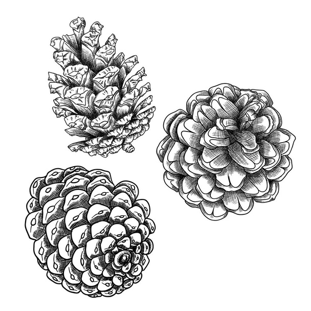 Set of pine cone sketches - Wektor, obraz