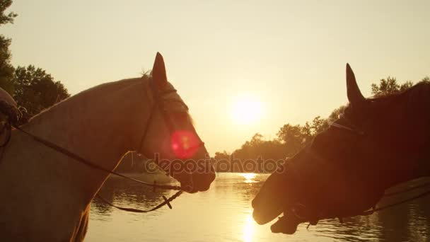Közelről: Két gyönyörű lovat szerető egymás cég napkeltekor - Felvétel, videó