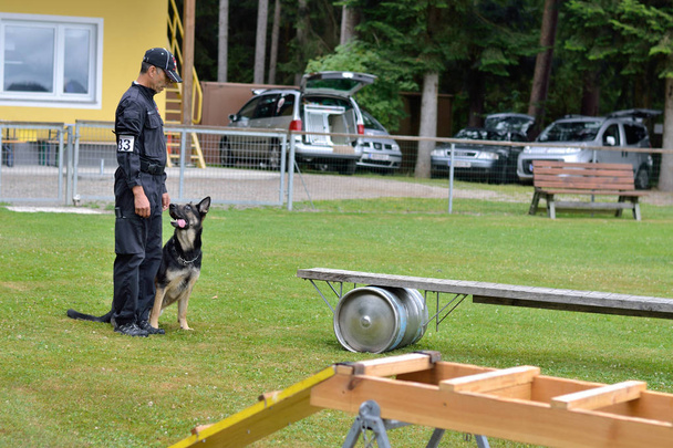 Entrenador de perros con perro pastor delante de un obstáculo
 - Foto, Imagen