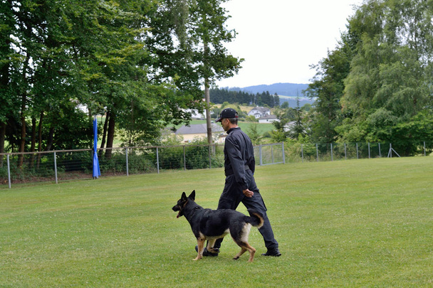 Entraîneur de chien apprend à marcher pied de chien
 - Photo, image