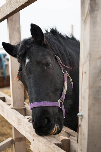 Černý kůň krásný portrét - Fotografie, Obrázek