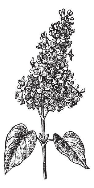 Lilac or Syringa sp., vintage engraving - Vector, Image