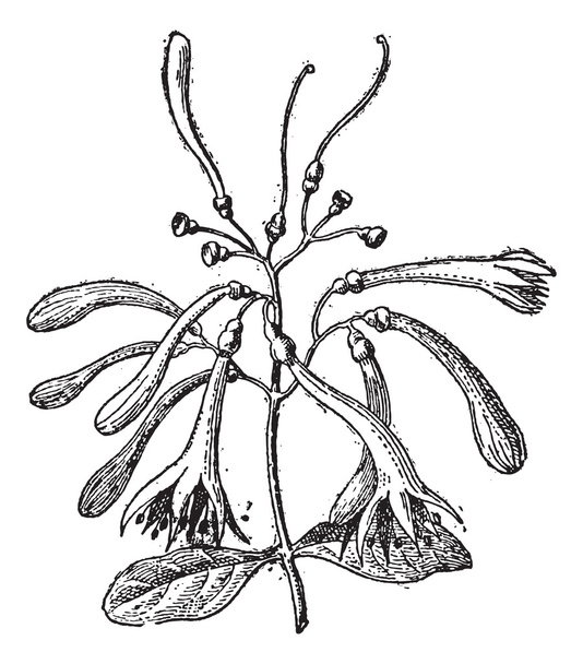 Loranthaceae, vintage engraving - Vector, Image